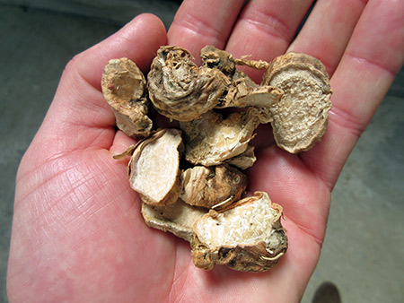 Drying-Orris-root orris root powder trade suppliers