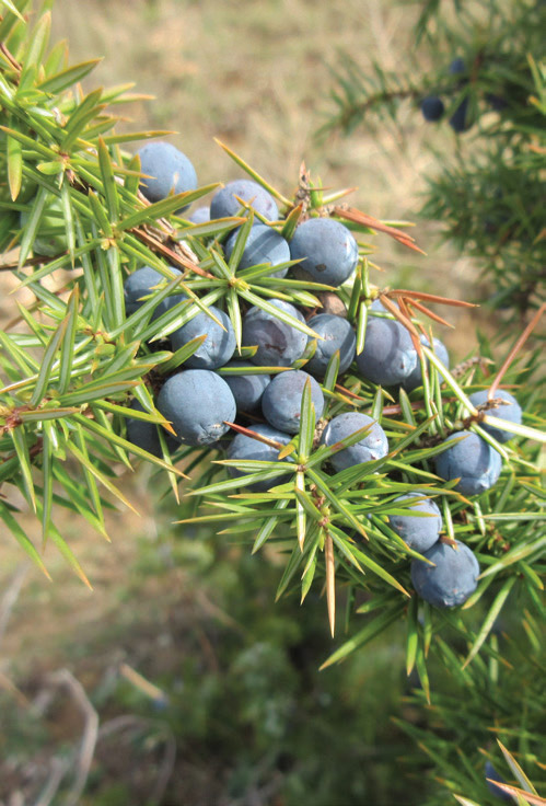 Juniper bushes close up Juniper bushes close up
