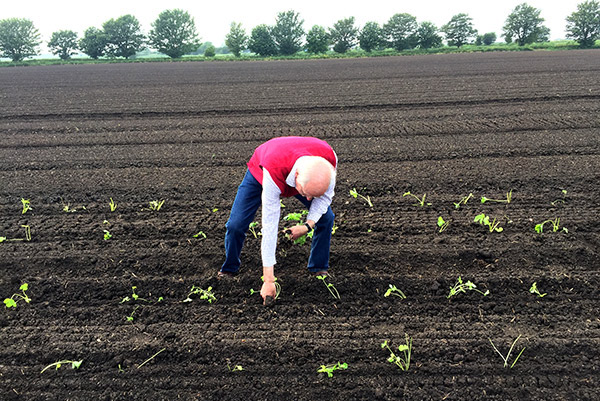 Planting angelica for gin in the fens