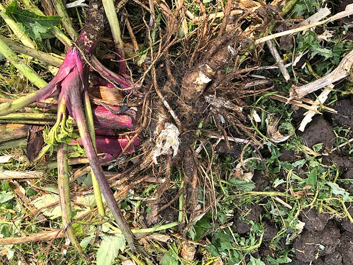 angelica root close up angelica root close up