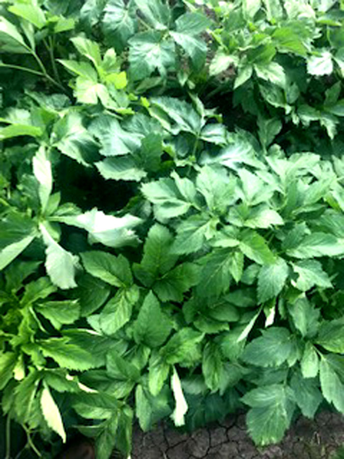angelica root for gin september 2018 angelica root for gin september 2018