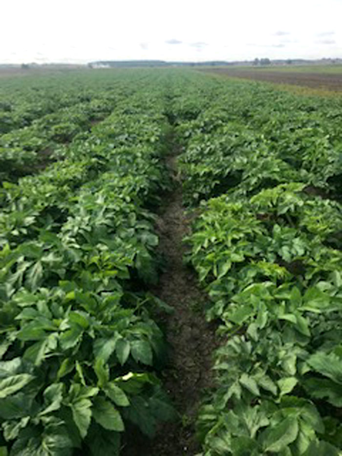 angelica root growing uk 2018 angelica root growing uk 2018