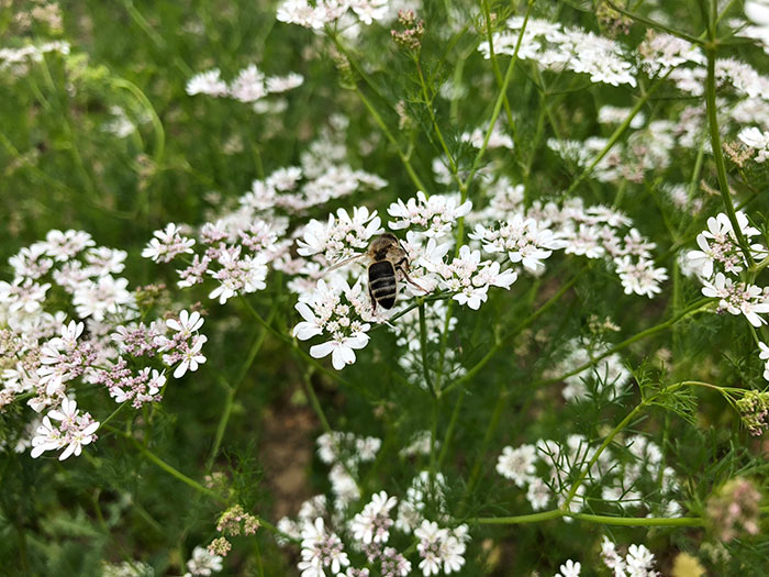 Just arrived and about to start filling the pollen ‘baskets