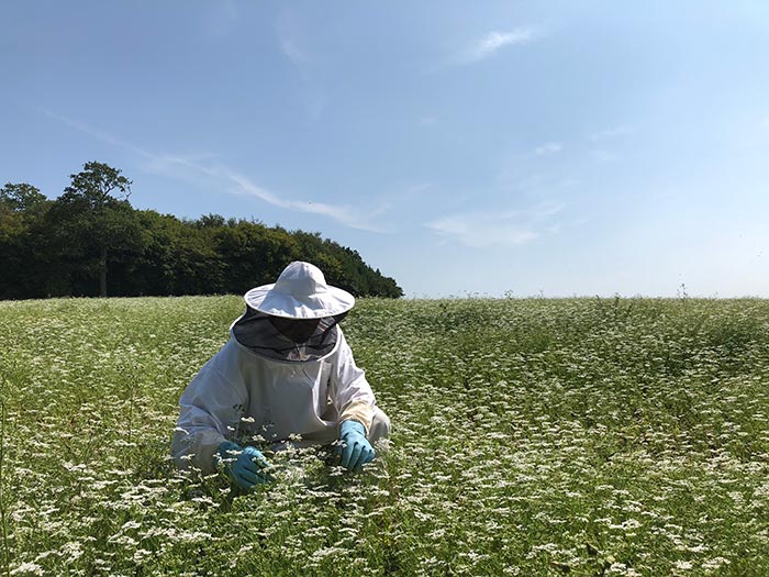 bee suit in the coriander field