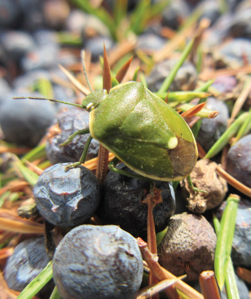 beetle on berry beetle on berry
