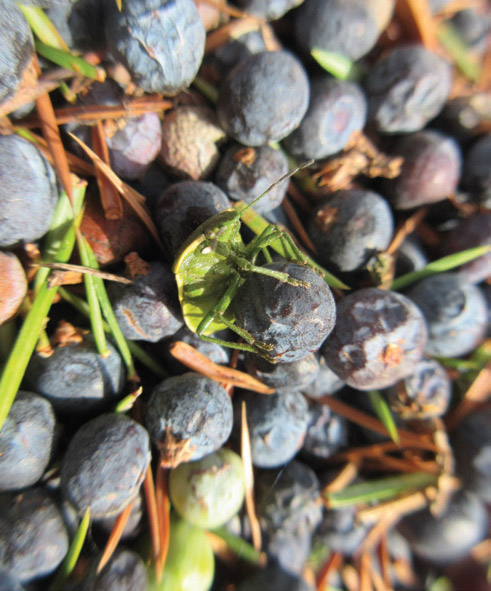 berries for gin and beetle