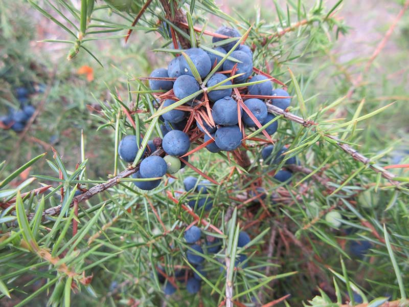 botanic trading future after brexit botanic trading future after brexit