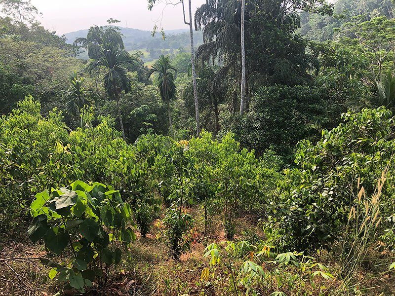 Cinnamon in sri lanka hills