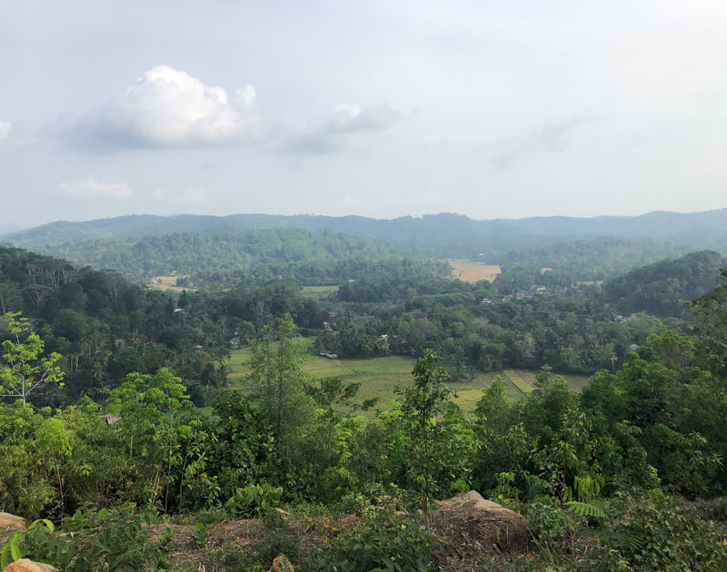 Cinnamon in sri lankan hills