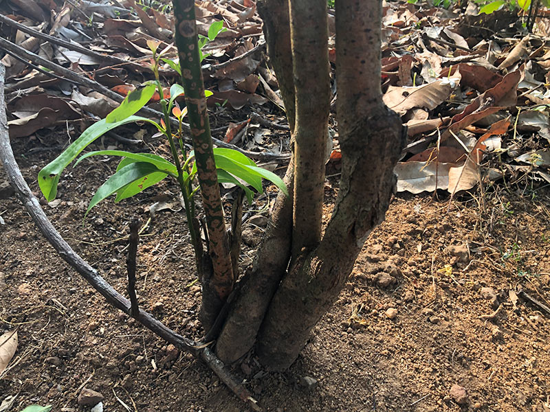 A cinnamon tree with new growth