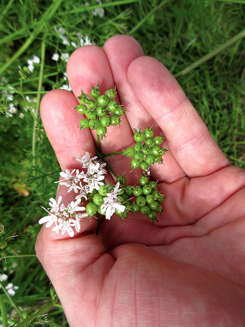 coriander Flowers which turn to seed
