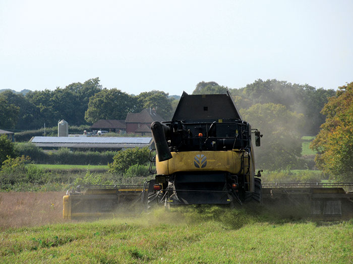 coriander crop harvesting