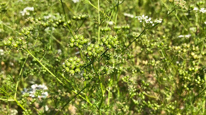 The flower has already started to turn to seed/