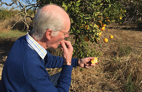 crop of spanish lemons for peel