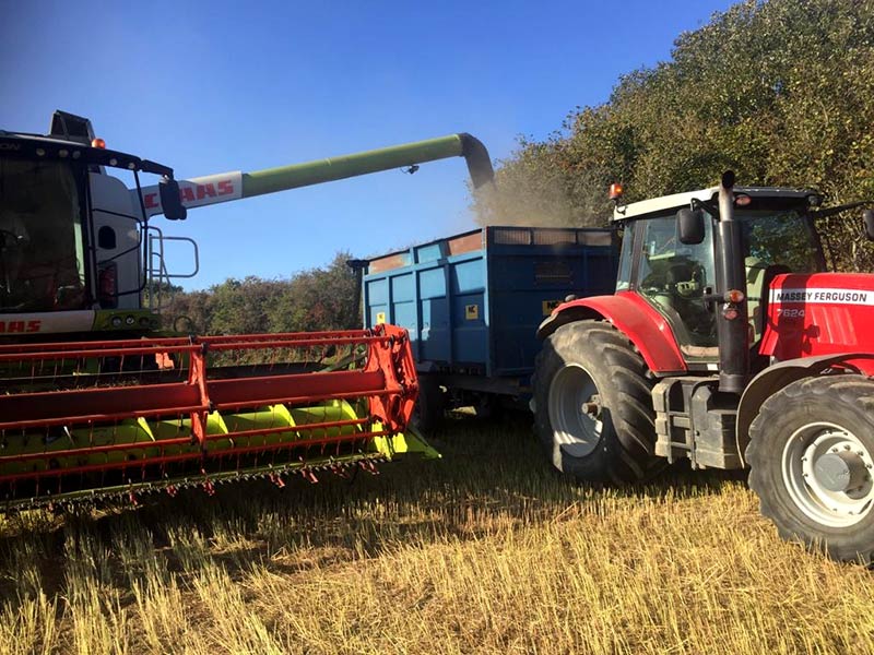 english corriander seed harvest english corriander seed harvest