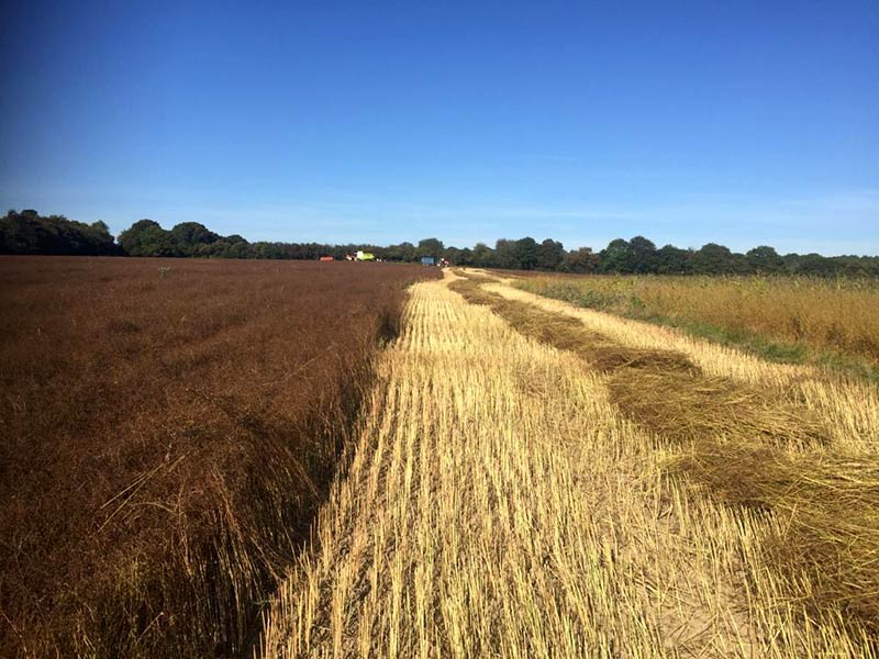 harvesting english corriander seed 2019 harvesting english corriander seed 2019