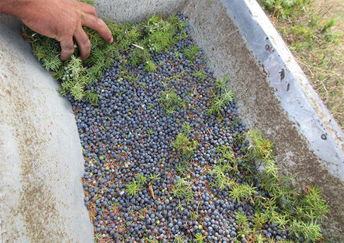 harvesting gin berries