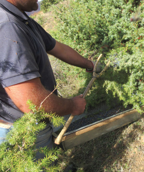 The traditional method used to harvest Juniper