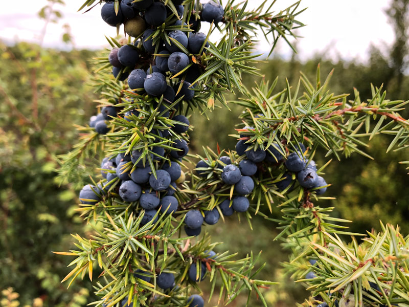 juniper berries for gin ingredients juniper berries for gin botanicals