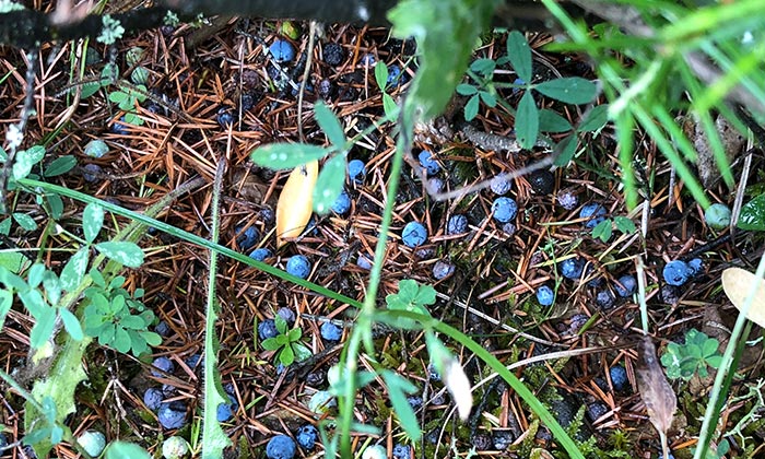 juniper berries ground