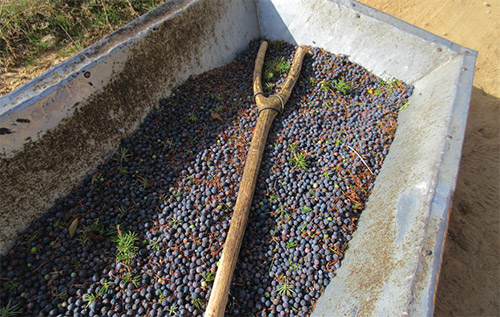harvest juniper berries supplies 