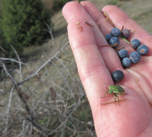 juniper berries with beetle  in hand