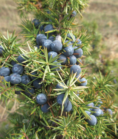 juniper close-up photo juniper close-up photo