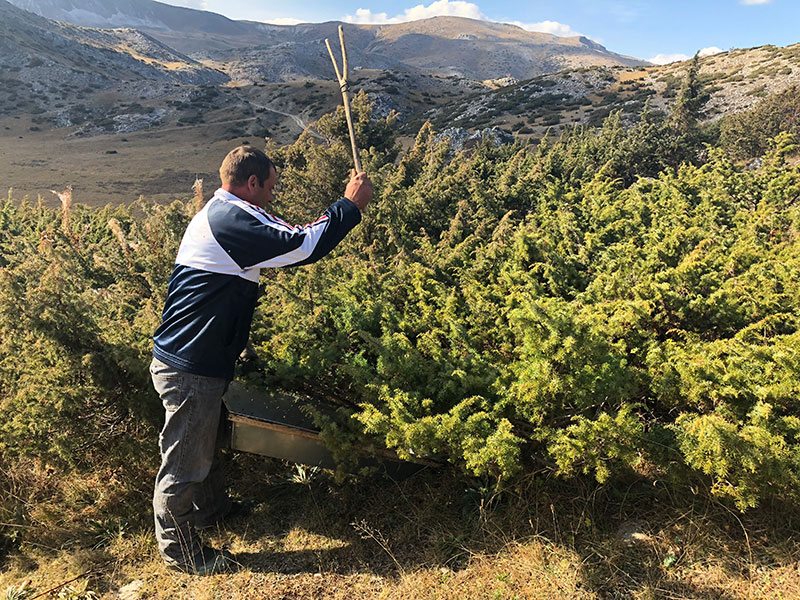 juniper harvesting in Macedonia juniper harvest for gin ingredients