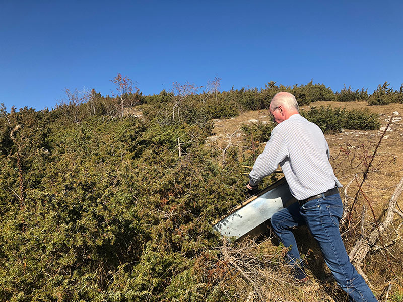 harvesting berries for gin distillation