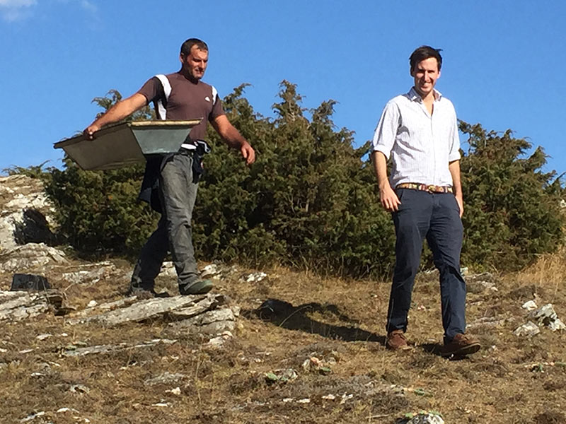 juniper berries being unloaded during harvest