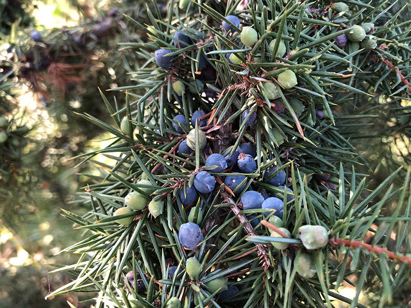 juniper bush ripe berries ingredients for Gin