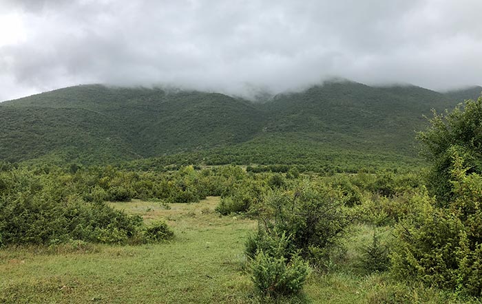 macedonia juniper bushes