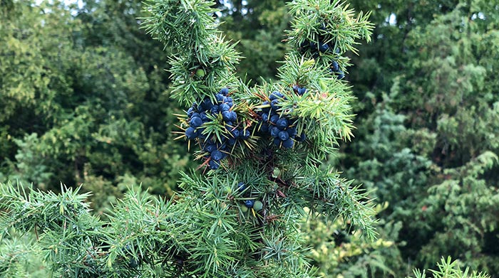 macedonia juniper gin ingredients