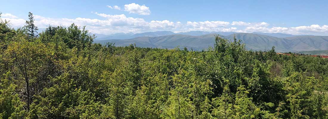 Macedonia mountains with juniper bushes