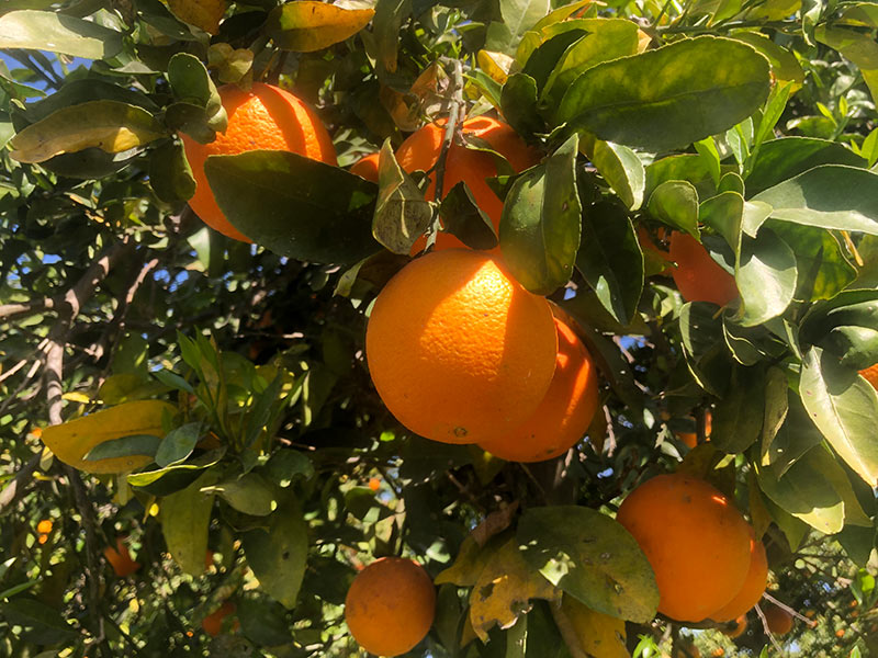 oranges for gin botanicals