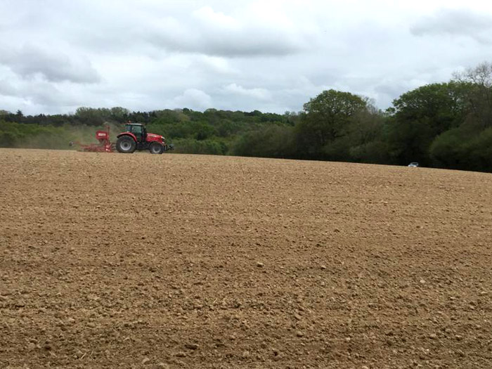 planting corriander crop in UK fields planting corriander crop in UK fields