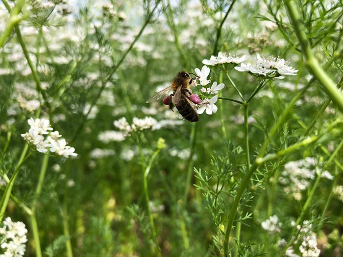 The purple pollen 'baskets'