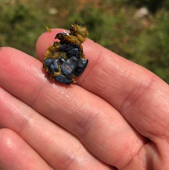 A ripe juniper berry for gin