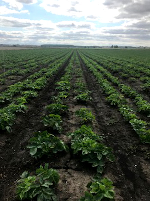 angelica crops in uk for 2019 angelica crops in uk for 2019