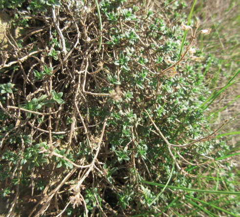 Wild thyme giving the
mountains a magical smell